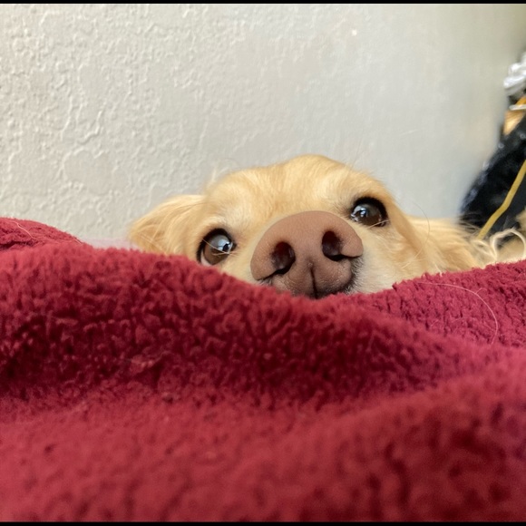 Meet your Posher - Picture 4 of 4